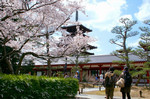 ikomanokaze2007-04-09 ikomanokaze2007-04-09