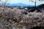 ikomanokaze2007-04-11 ikomanokaze2007-04-11