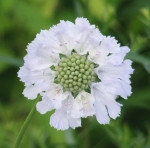 花壇の花 花壇の花