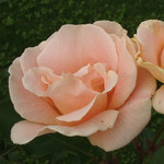 よその花壇の花 よその花壇の花