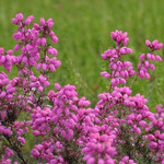 よその花壇の花 よその花壇の花