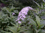 自然教育園の花 自然教育園の花