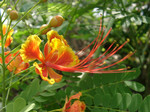 新宿御苑温室の花 新宿御苑温室の花