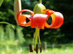 百合の花 百合の花