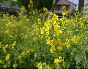 暖かさの中で 暖かさの中で
