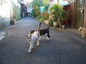 2006年・下町のネコ 2006年・下町のネコ
