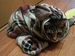 寒くなってきた(ゴン) 寒くなってきた(ゴン)