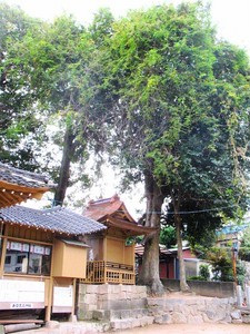 井口大歳神社 井口大歳神社