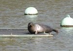 コヤちゃんアザラシ コヤちゃんアザラシ