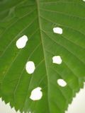 なんか面白い虫食い穴。 なんか面白い虫食い穴。