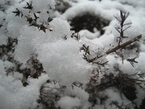 草木の雪 草木の雪