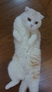 最近のGoro=^_^= 最近のGoro=^_^=
