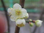 白梅 白梅