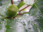 この一滴が水不足の救いに この一滴が水不足の救いに