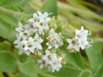 ステビアの花 ステビアの花