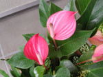 ¥¢¥ó¥¹¥ê¥¦¥à ¥¢¥ó¥¹¥ê¥¦¥à