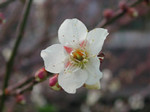 白梅 白梅