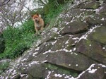 犬と花びら 犬と花びら