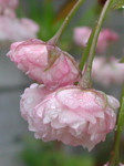 雨にぬれるボタンザクラ 雨にぬれるボタンザクラ