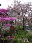 花の饗宴 花の饗宴