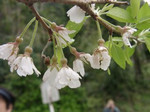 久尾彼岸桜(町指定天然記念物) 久尾彼岸桜(町指定天然記念物)