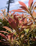 新芽 新芽