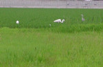食事中の鳥 食事中の鳥