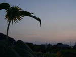 夕映え 夕映え