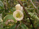木瓜 木瓜