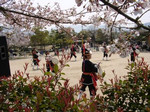 桜の木の下で琉球國祭り太鼓 桜の木の下で琉球國祭り太鼓
