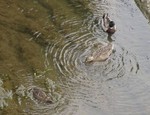 マガモ一家 マガモ一家