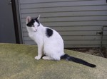ねこ ねこ