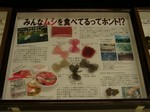 虫を食べるってホント 虫を食べるってホント