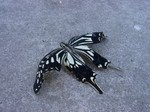 ナミアゲハ ナミアゲハ