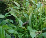 カラスビシャクにセスジスズメの幼虫が カラスビシャクにセスジスズメの幼虫が
