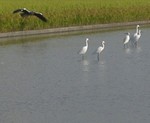 鳥がたくさん 鳥がたくさん