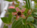 花のガク 花のガク