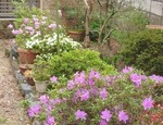 ツツジ開花 ツツジ開花