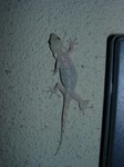 ニホンヤモリ ニホンヤモリ