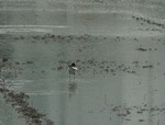 田の中にはハクセキレイ 田の中にはハクセキレイ