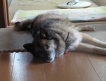 コロ コロ