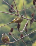 カワラヒワ カワラヒワ