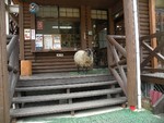 羊が入り口に 羊が入り口に