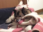 寝床 寝床