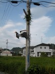 しげみ しげみ