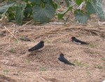 ツバメ幼鳥? ツバメ幼鳥?