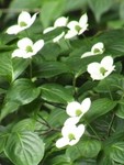 丸いヤマボウシ 丸いヤマボウシ
