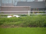 アマサギ飛翔 アマサギ飛翔
