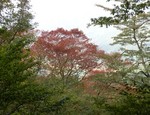 紅葉の始まり 紅葉の始まり