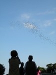 ヒヨドリが飛び立ちます ヒヨドリが飛び立ちます